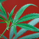 Illustration for article titled Legal Cannabis May Not Lower Opioid Overdose Deaths After All